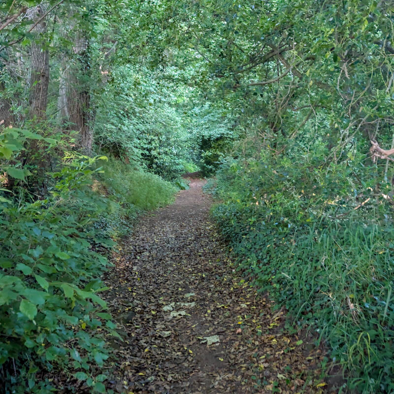 Woodland path on the Whorlton Riverside Walk leading down towards the River Tees