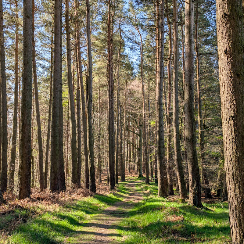 Woodland path on Bowlees circular walk with tall pine trees and soft forest floor in Teesdale