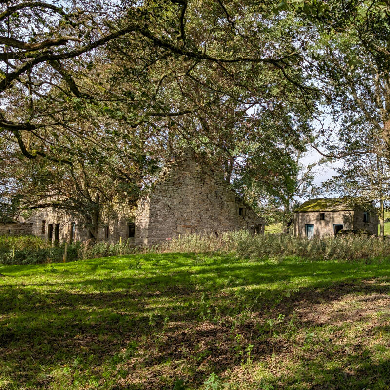 Main Yew Tree farmhouse ruins and nearby farm building beneath the trees at Hury Reservoir