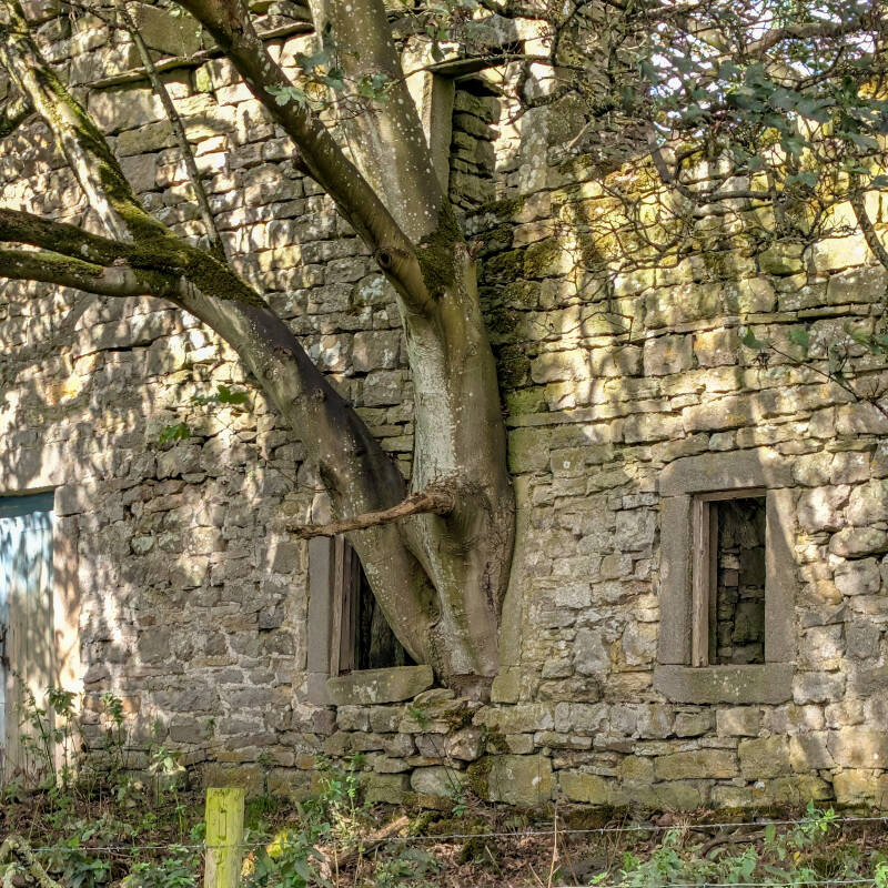 Mature tree growing through the stone walls of the ruined Yew Tree farmhouse at Hury