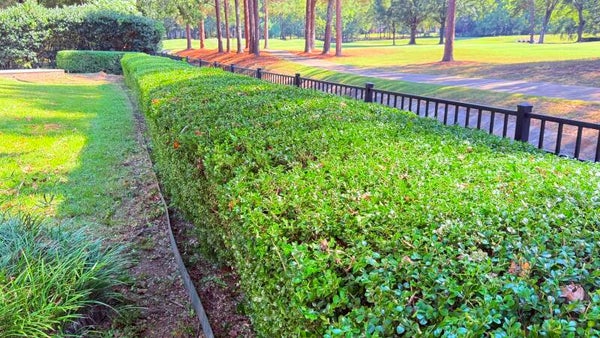Hedges trimming
