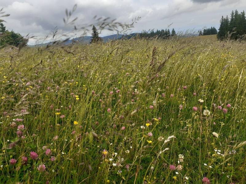 Sommerwiese am Feldberg