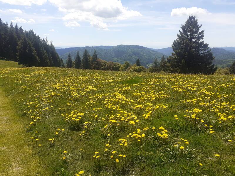 Höhenwege zwischen Bernau und Menzenschwand