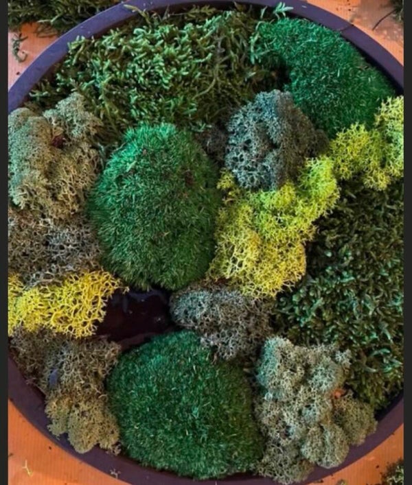 Zaterdag 28 maart - Workshop mossschilderij maken