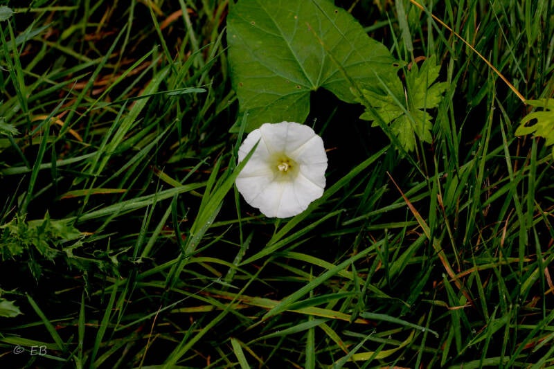 wat vinden we allemaal tijdens onze wandeling, maken wandelen met kinderen leuk