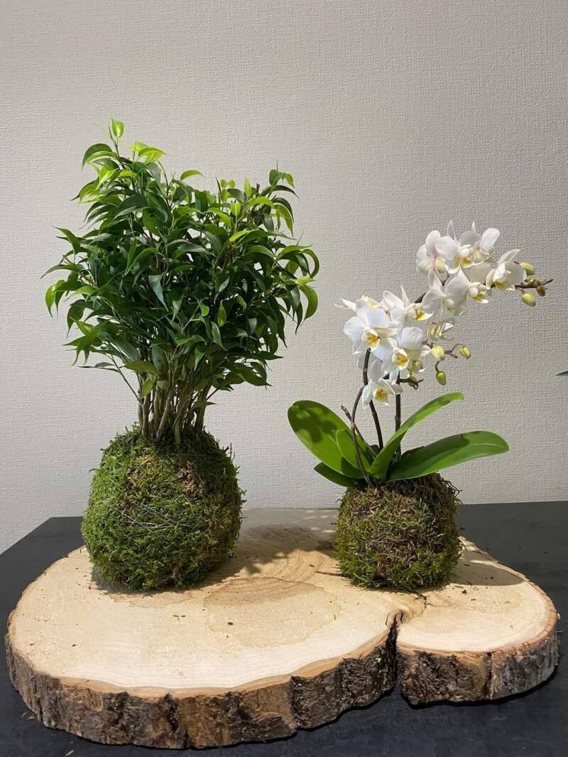 Kokedamas plante ficus orchidée fleuriste MèreNature