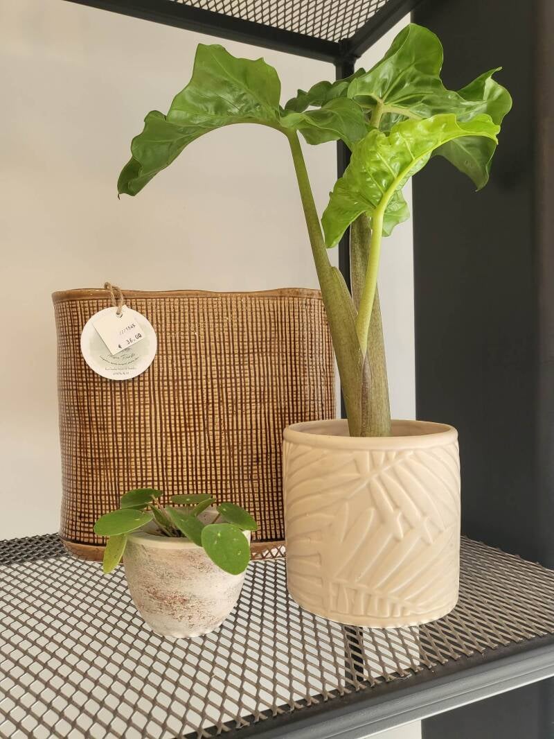 plante pilea pot vase brun beige