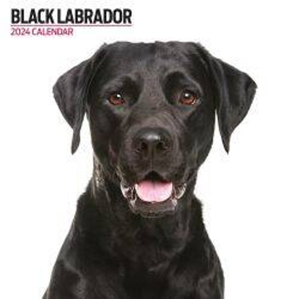 Dog -Black Labrador Calendar 30 X 30 CM