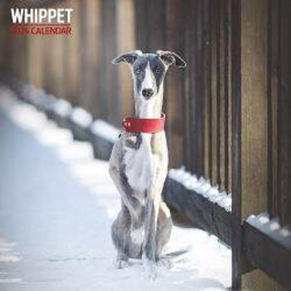 Dog - Whippet Calendar Traditional 30x30cm