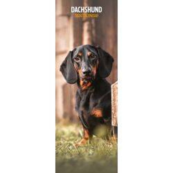 Dog -Dachshund Slim Calendar 15x42cm