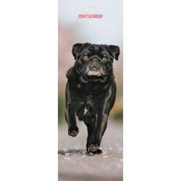 Dog -Pug Calendar Slim 15x42cm