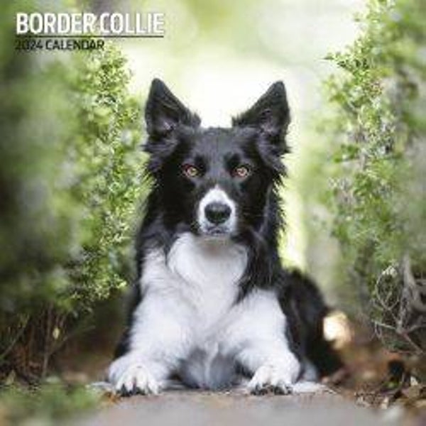 Dog -Border Collie Calendar Traditional 30 X 30 CM