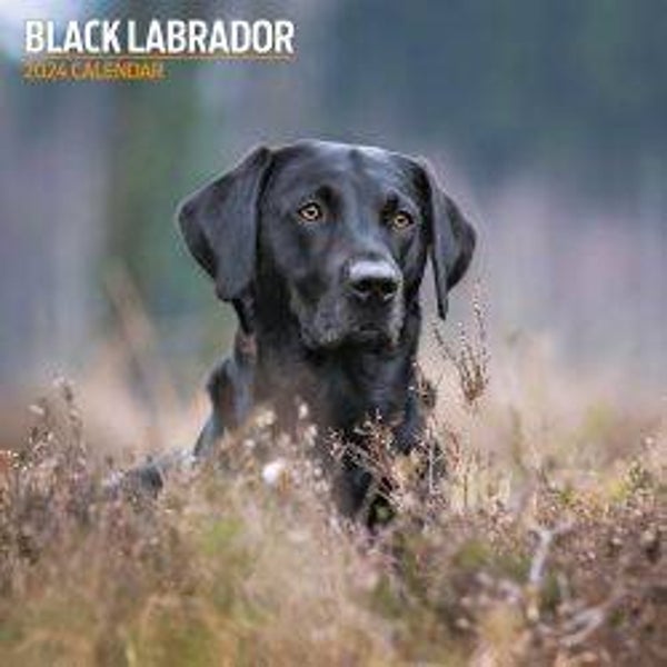 Dog -Black Labrador Traditional Calendar 30 X 30 CM