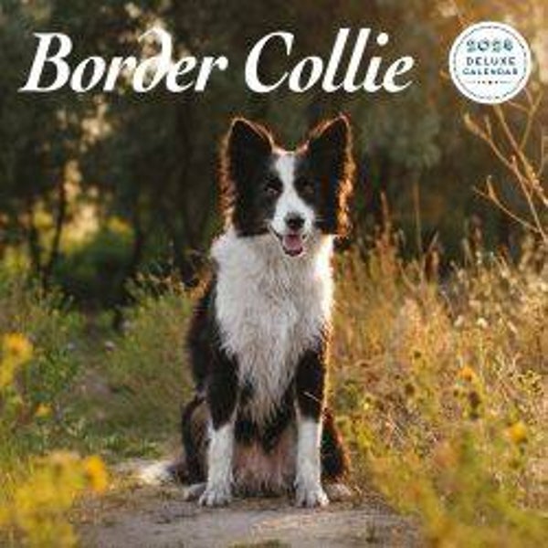 Dog -Border Collie Deluxe Calendar 30 X 30CM
