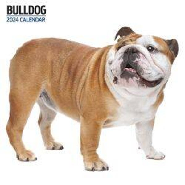 Dog-Bulldog Modern Calendar30X30cm