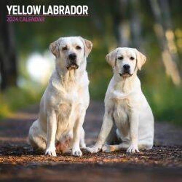 Dog - Labrador Yellow Traditional Calendar 30x30cm