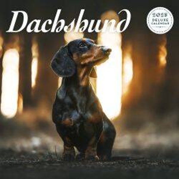 Dog -Dachshund Calendar Deluxe