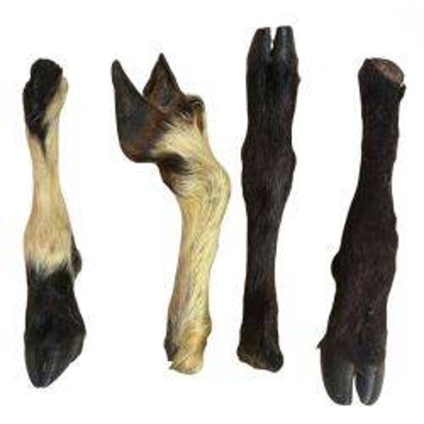 Dog Hairy Lamb Feet Paddock