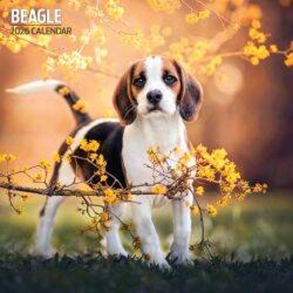 Dog Beagle Calendar 30 X 30 CM