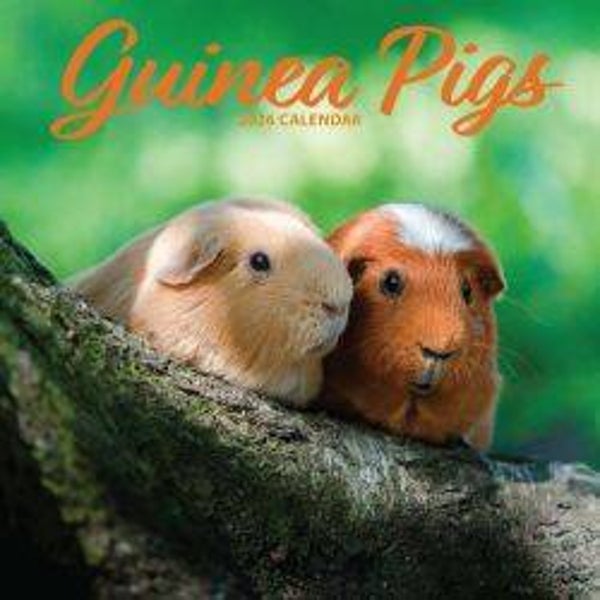 Small Animal - Guinea Pig Calendar Traditional