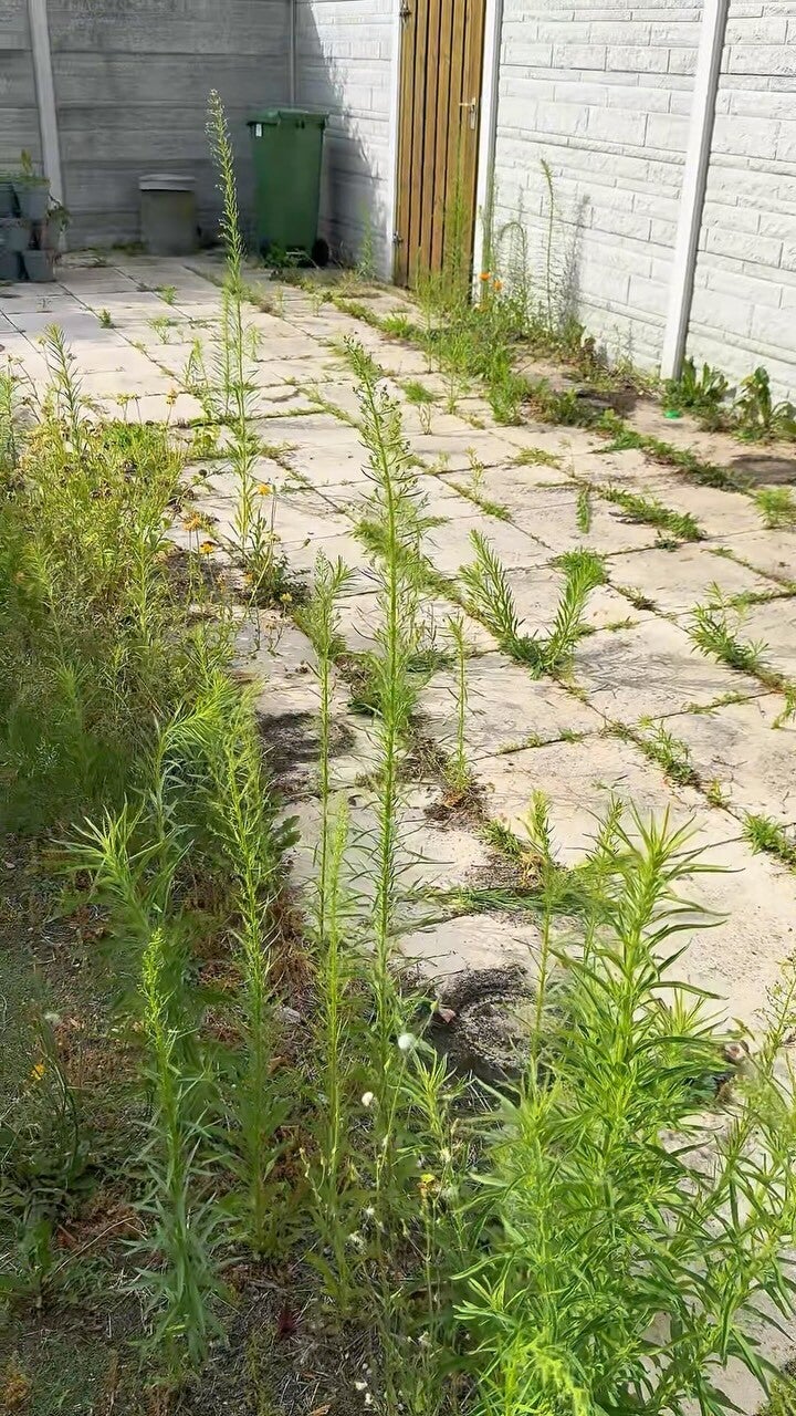 Overwoekerde tuin vóór een tuinopfrisbeurt