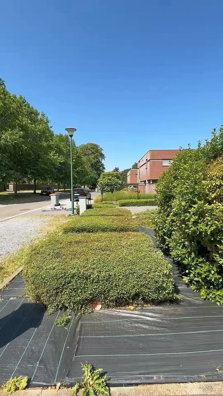 Struiken en hagen licht snoeien