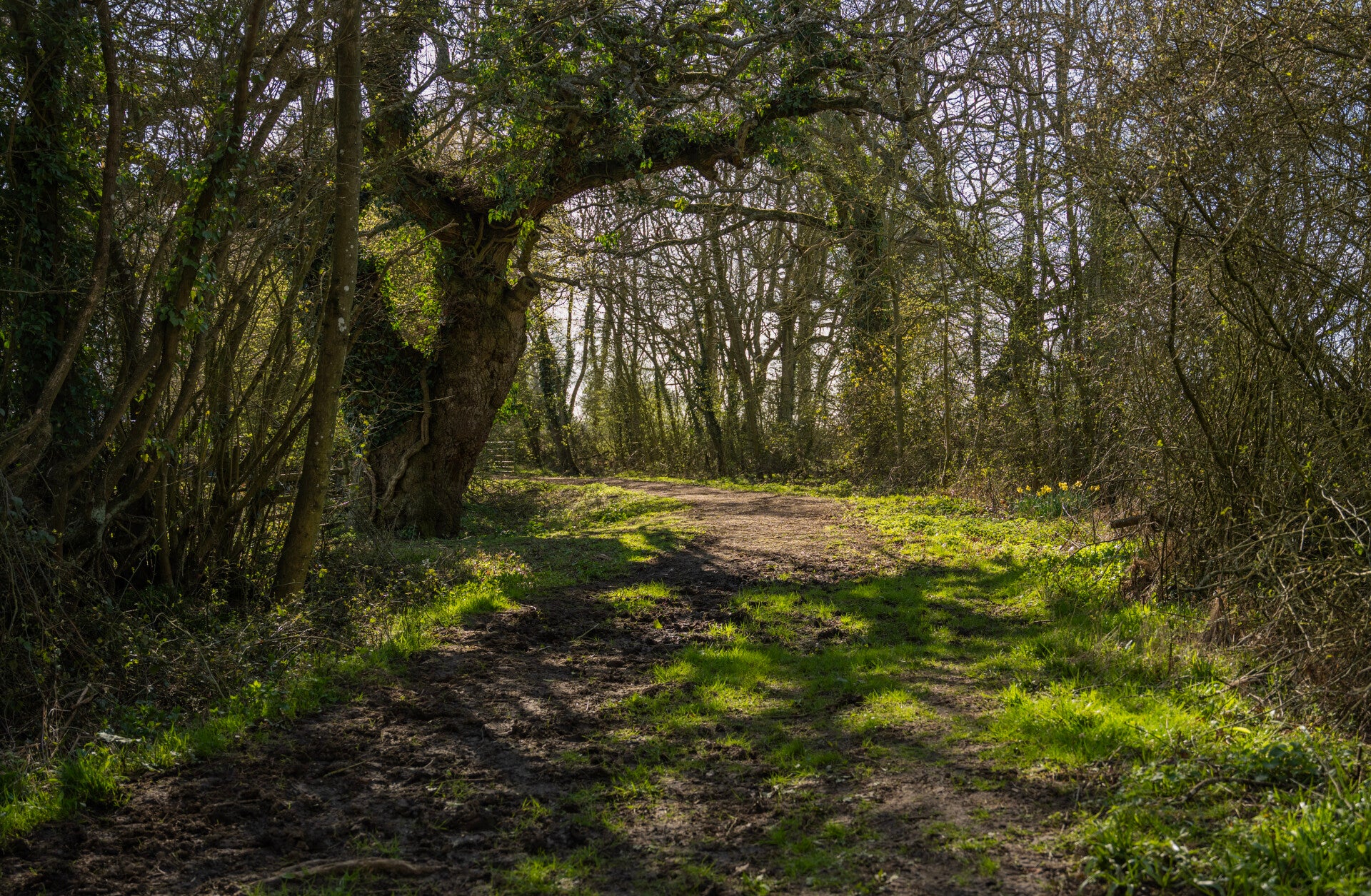 Beneath The Canopy · Quite Places · Edition 1/1