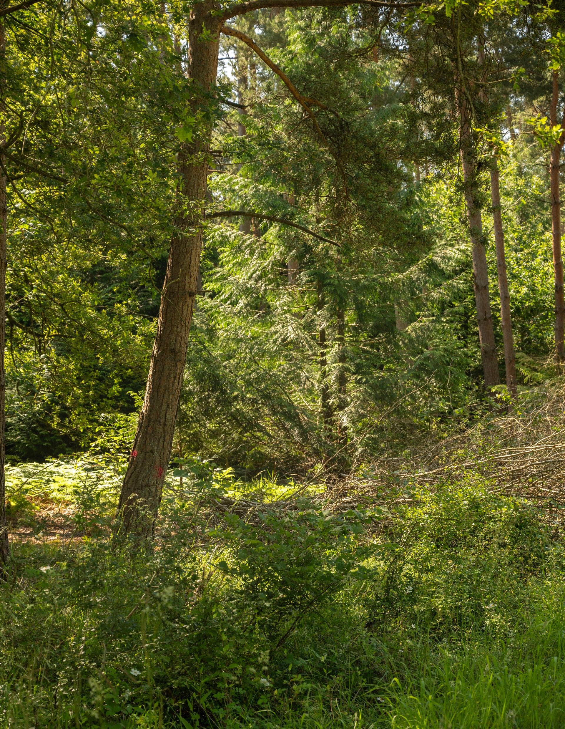 Forest Threshold · Silent Giants · Edition 1/1