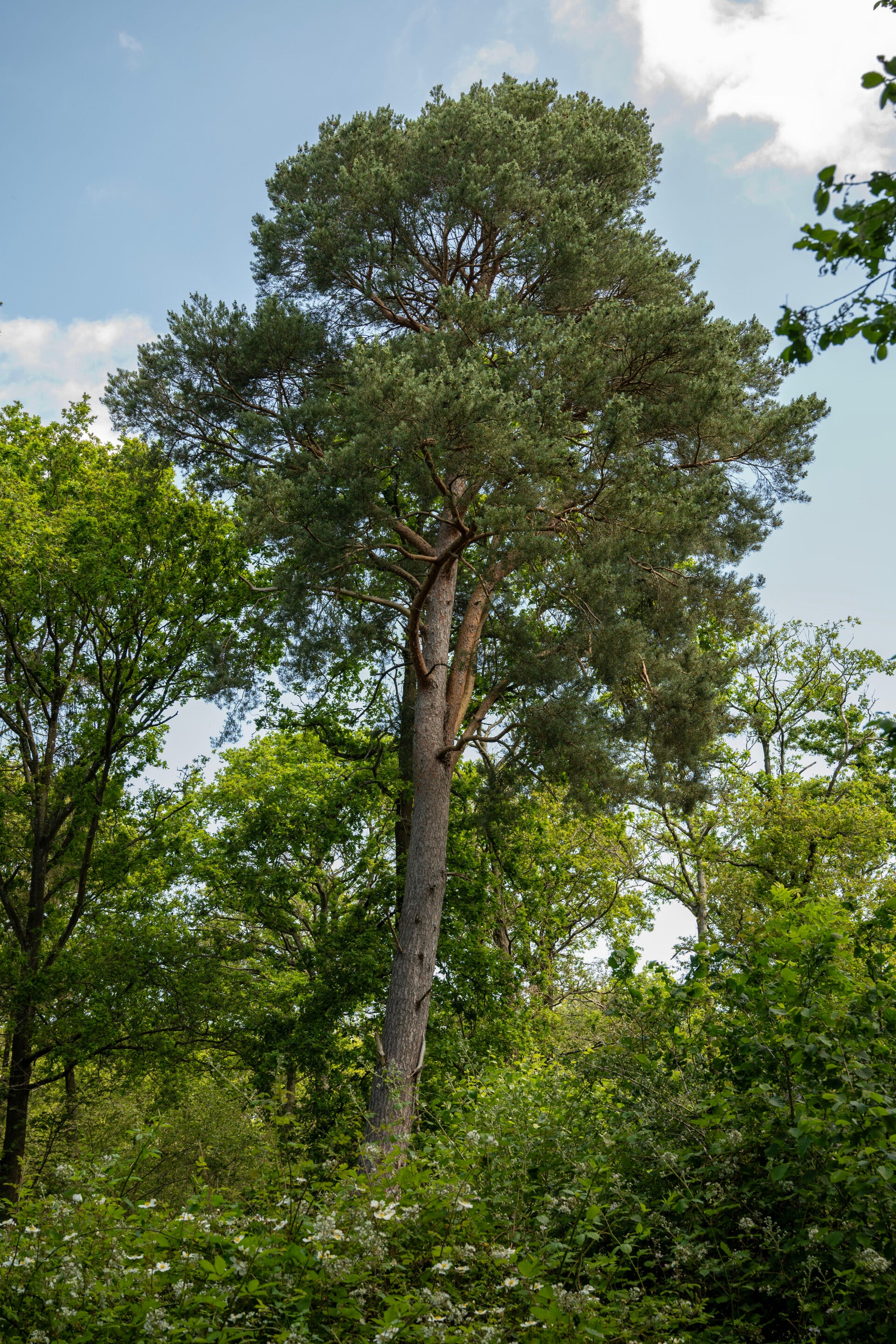 Cathedral Pine · Silent Giants · Edition 1/1
