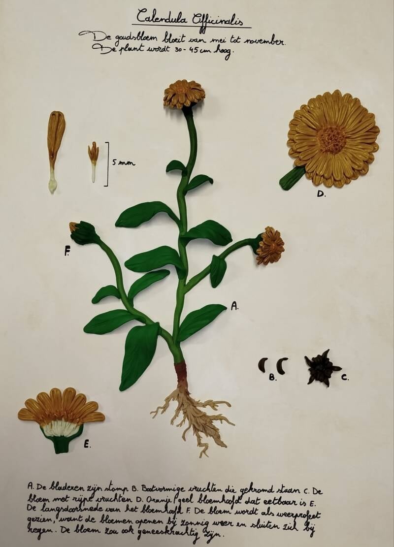 A Botanical Study (30cm X 40cm)