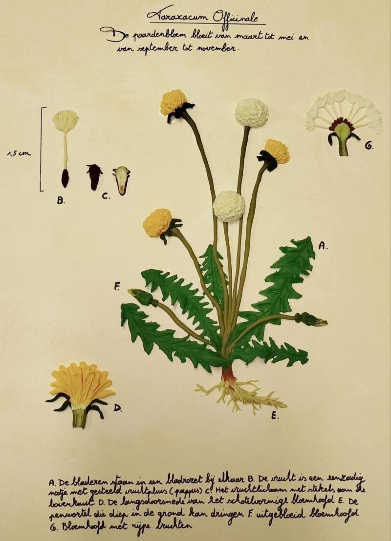 A Botanical Study (30cm X 40cm)