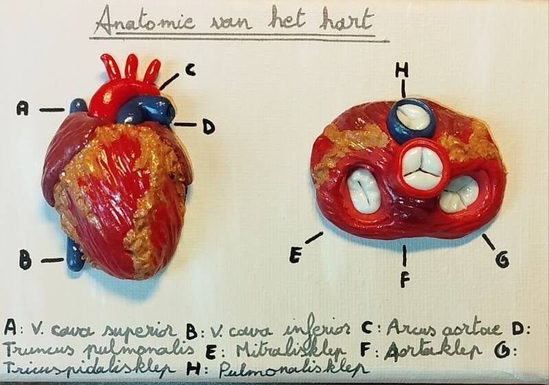 Anatomy of the Heart (10cm x 15cm)