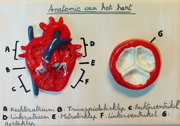 Anatomy of the Heart