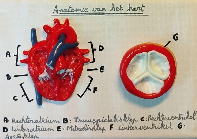 Anatomy of the Heart (10cm x 15cm)