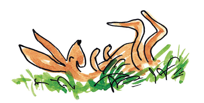 Un lièvre heureux se repose alongé sur le dos dans l' herbe