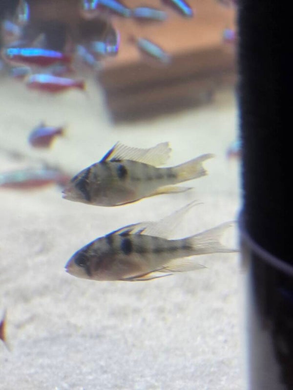 Papiliochromis ramirezi / long fin Schmeterlingsbuntbarsch Schleier 3 cm