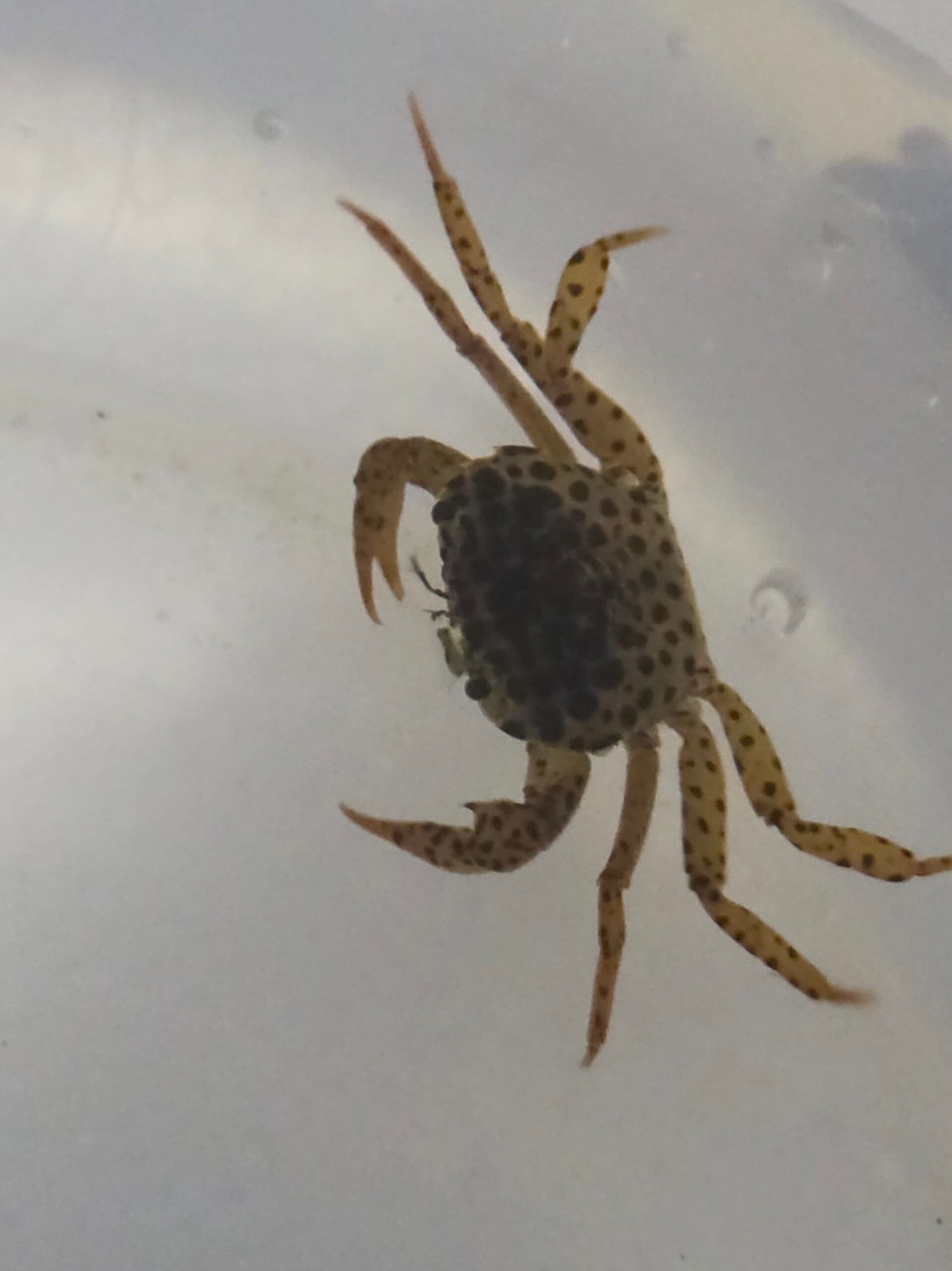 Pantherkrabbe - Parathelphusa pantherina ca 3-4cm