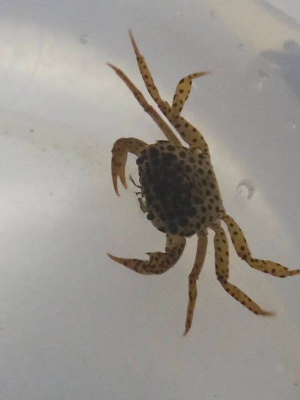 Pantherkrabbe - Parathelphusa pantherina ca 3-4cm