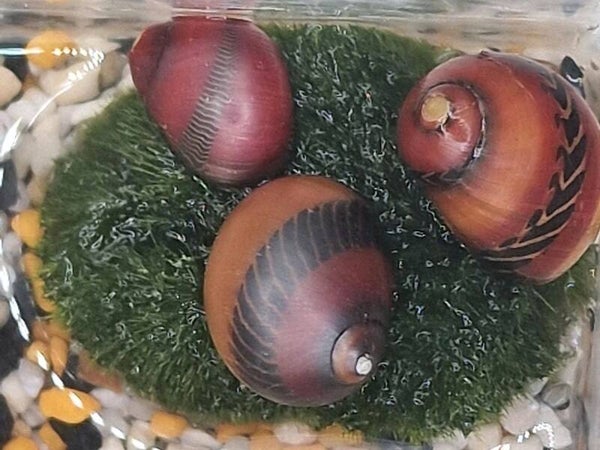 Rote Rennschnecke - Neritina (Vittina