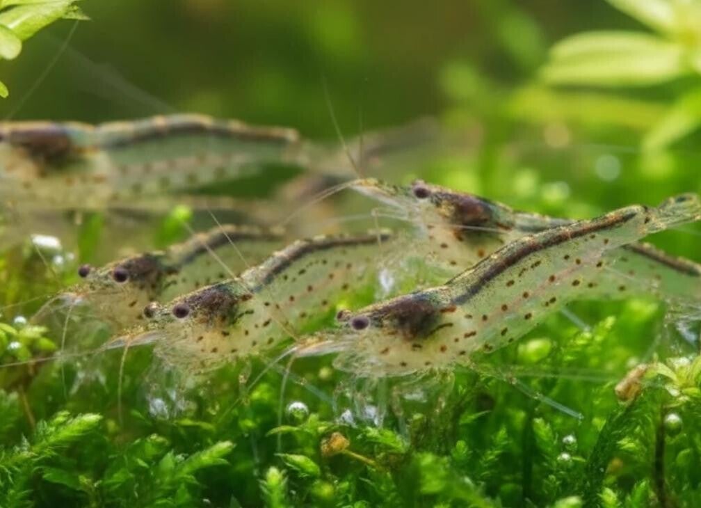 Amano Garnele - Caridina multidentata