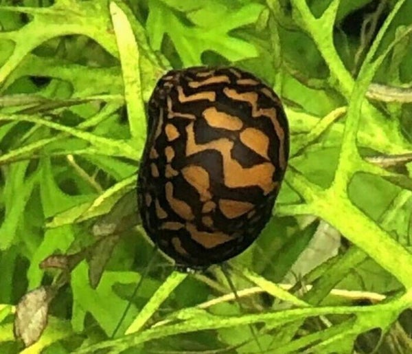 Batik Rennschnecke - Neritina sp.