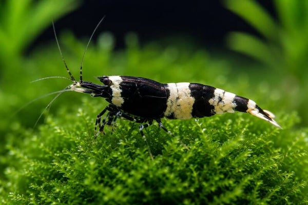Black Bee - Caridina logemanni