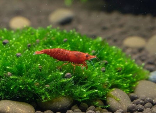 Bloody Mary Garnele - Neocaridina davidi