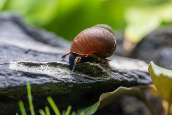 Blue Berry Snail - Notopala sp.