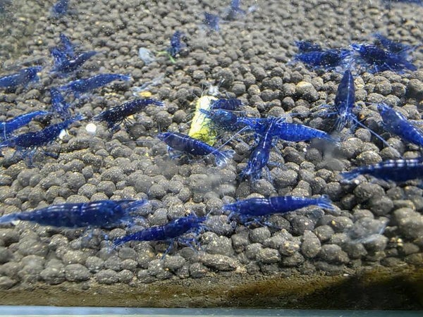 Blue Diamond Zwerggarnelen ca 2cm