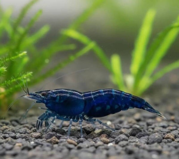 Blue Dream Garnele - Neocaridina david
