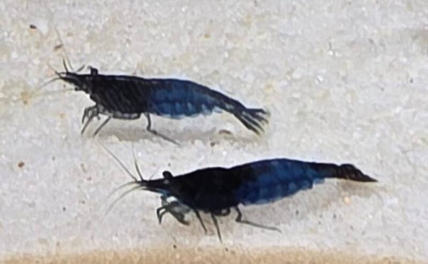 Blue Rili Garnele, Neocaridina davidi 'Blue Rili'