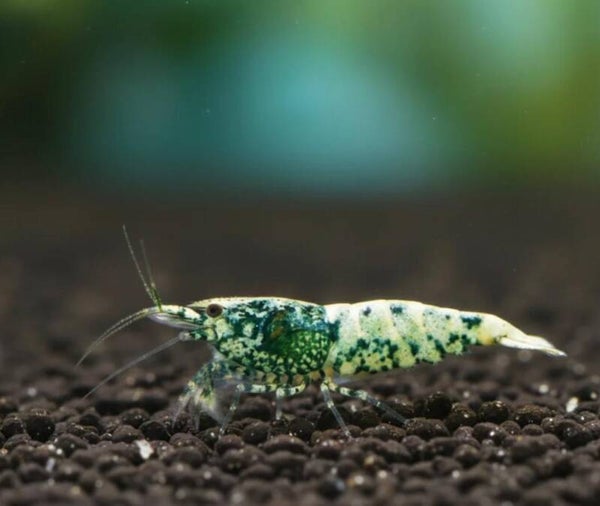 Crazy Blue - Caridina