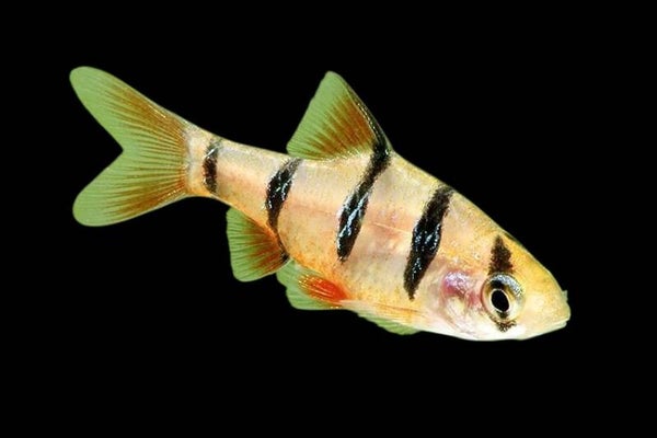 Fünfgürtelbarbe, Barbus pentazona 3 - 3,5cm