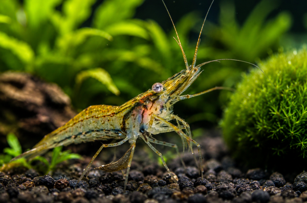 Rotscherengarnele - Macrobrachium peguens - (Planarienfresser)